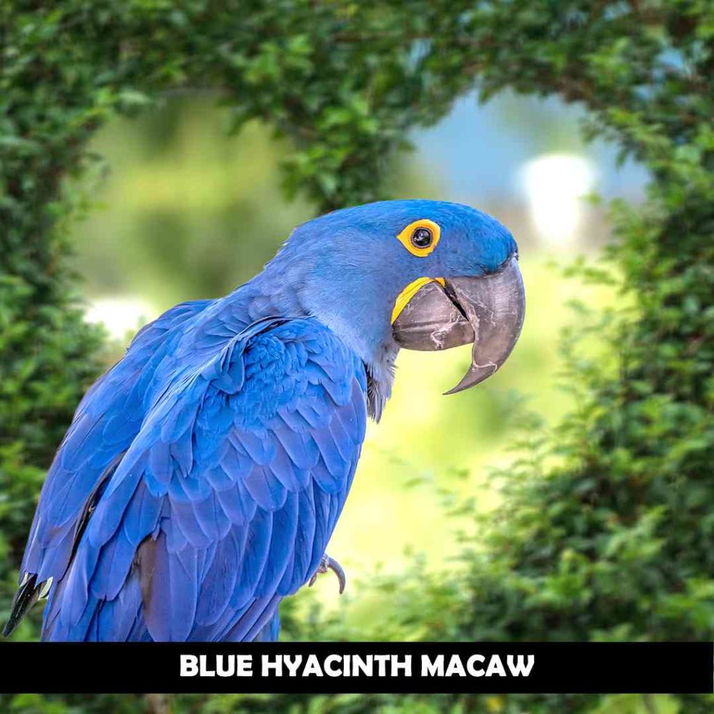 How Many Hyacinth Macaws Are Left In The World? MacawPet