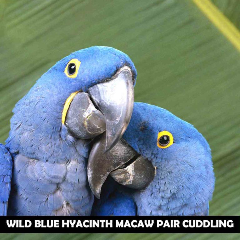 How Many Hyacinth Macaws Are Left In The World? MacawPet