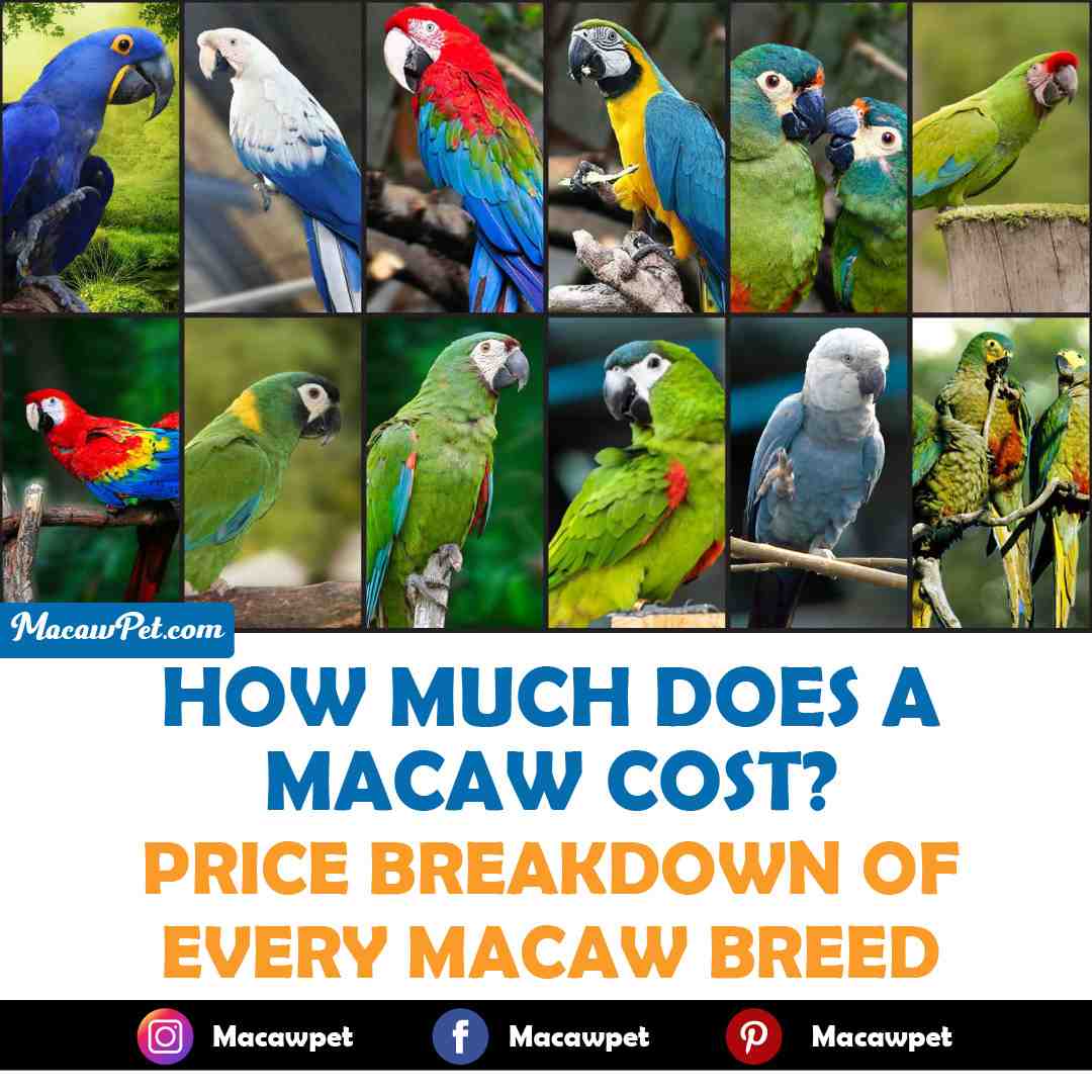 How Much Does A Macaw Cost? | Prices of All Macaw Breeds