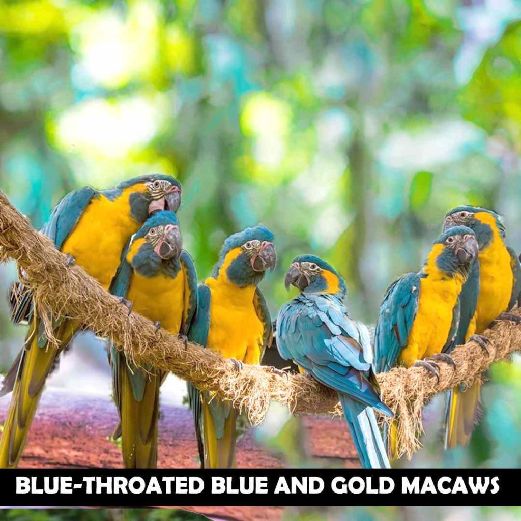 How Many Bluethroated Macaws are Left in the World?