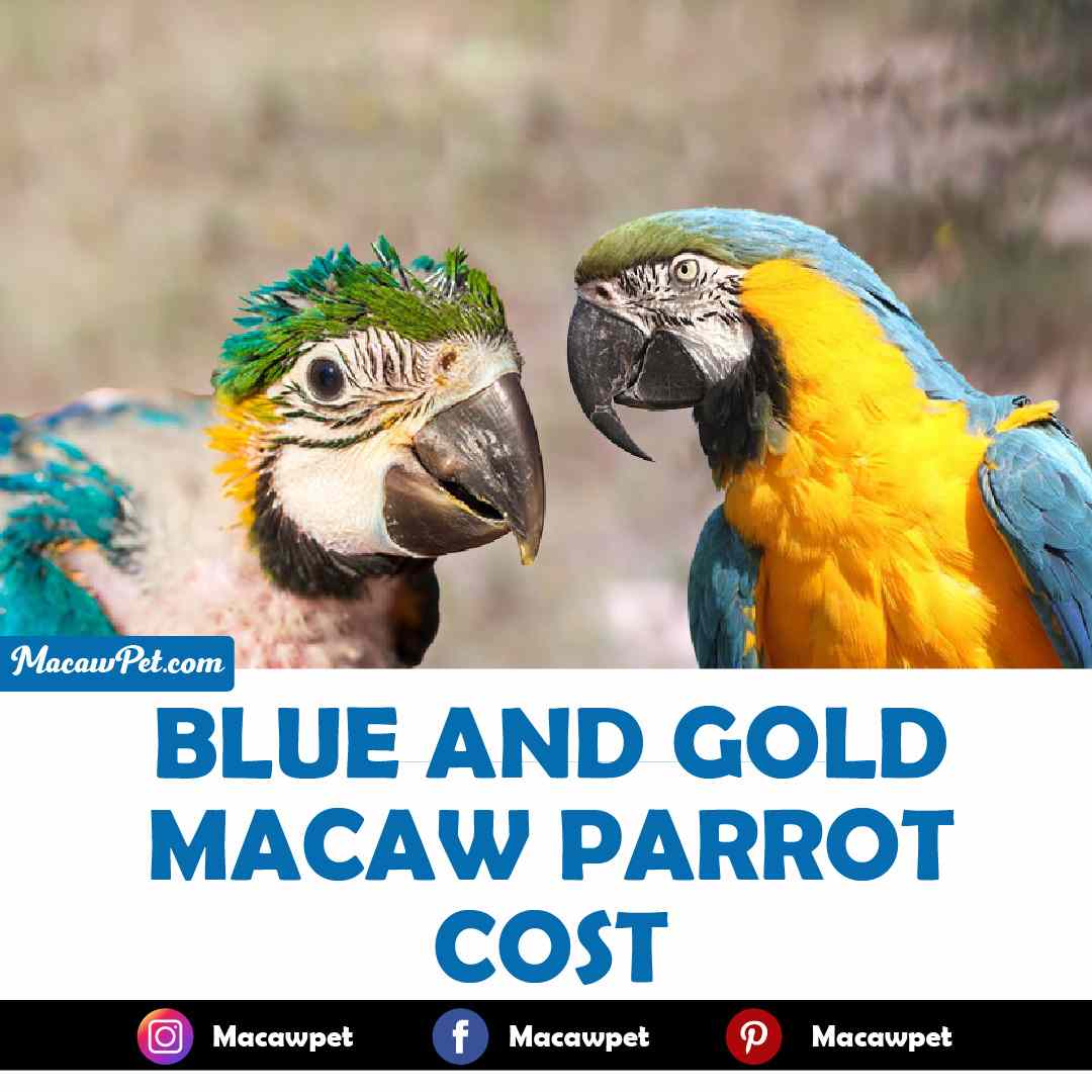 Blue And Gold Macaw Parrot Cost | Adult and Baby Prices