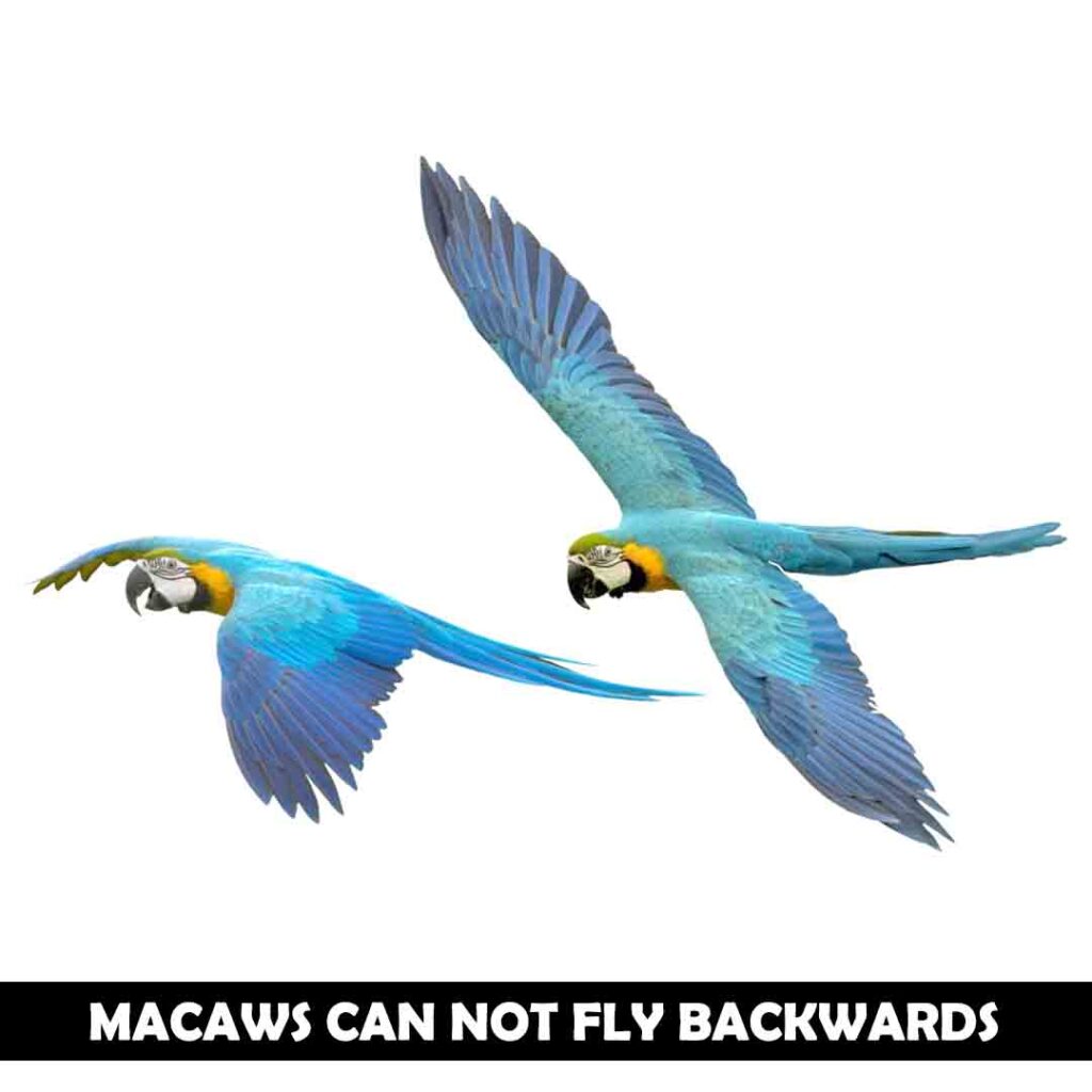 Can A Blue Macaw Fly Backward