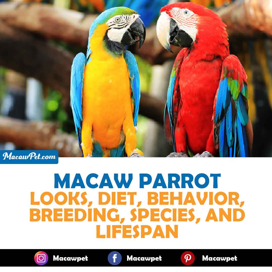Macaw Looks, Diet, Behavior, Breeding, Species, LifeSpan