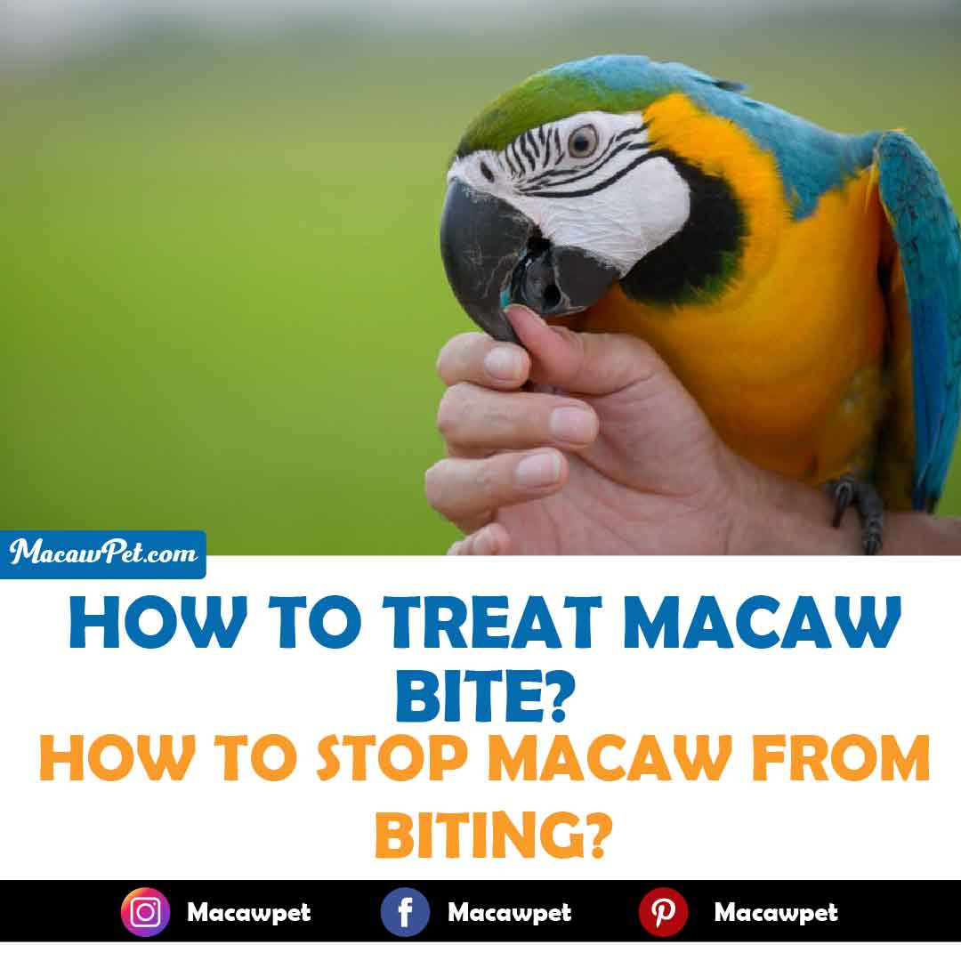 Macaws Bite