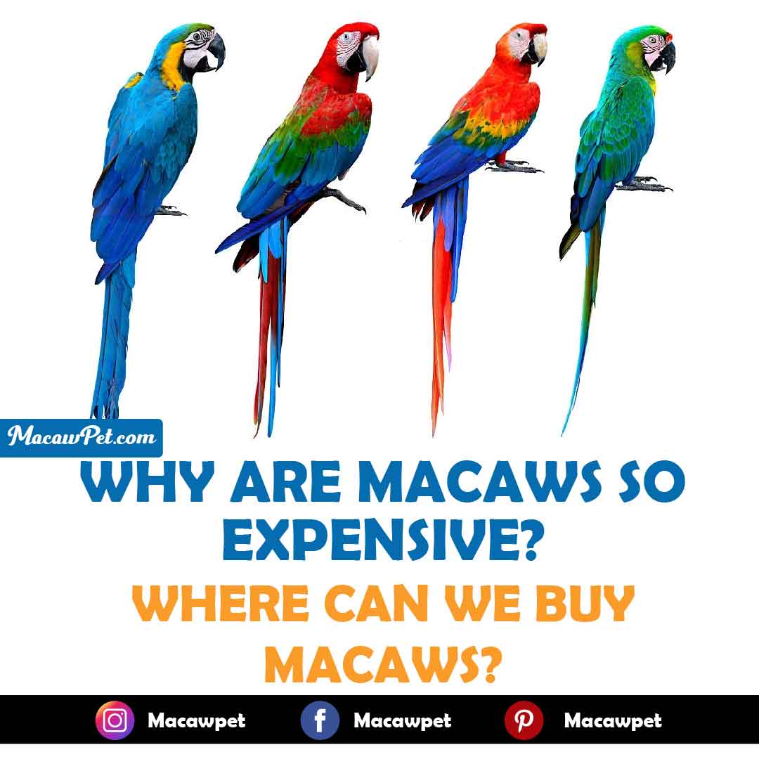 Why Are Macaws So Expensive