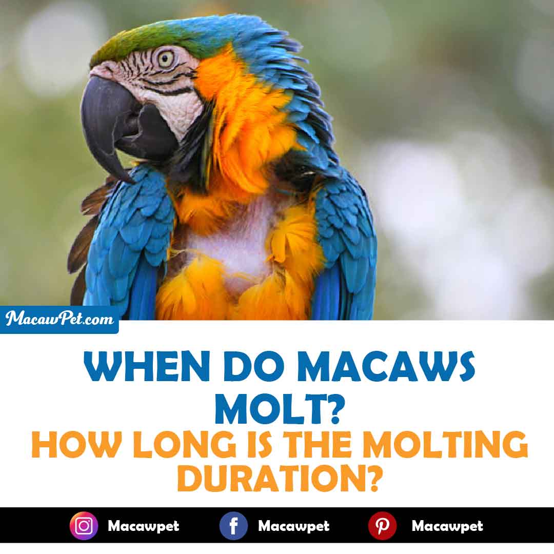 When do macaws molt