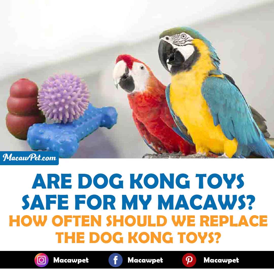 Are Dog Kong Toys Safe For My Macaws