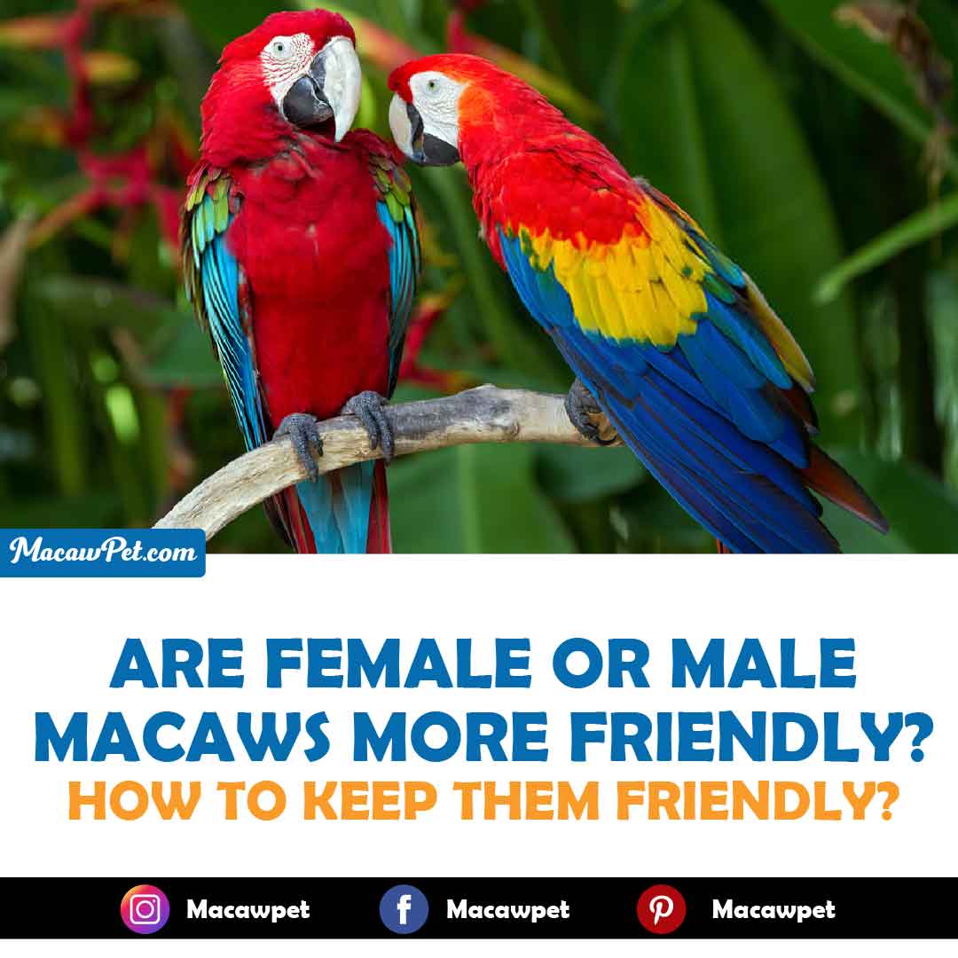 Are Female Or Male Macaws More Friendly