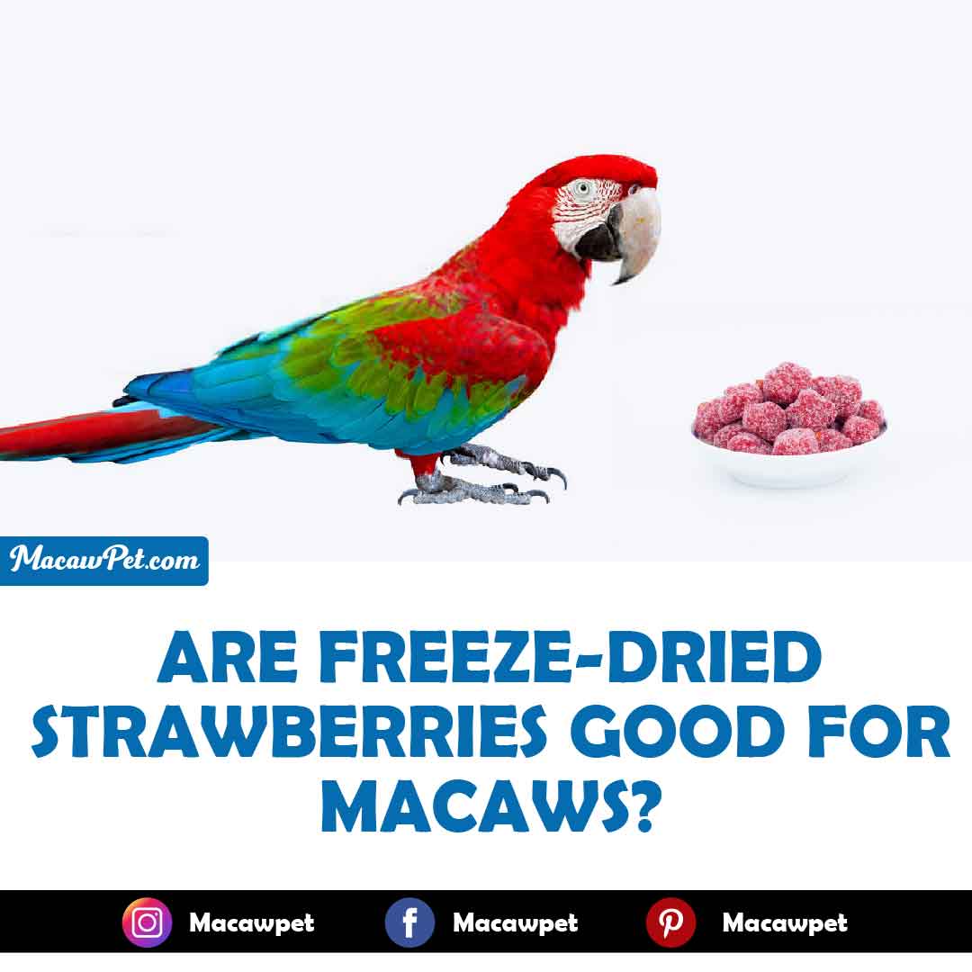 Are Freeze-Dried Strawberries Good For Macaws