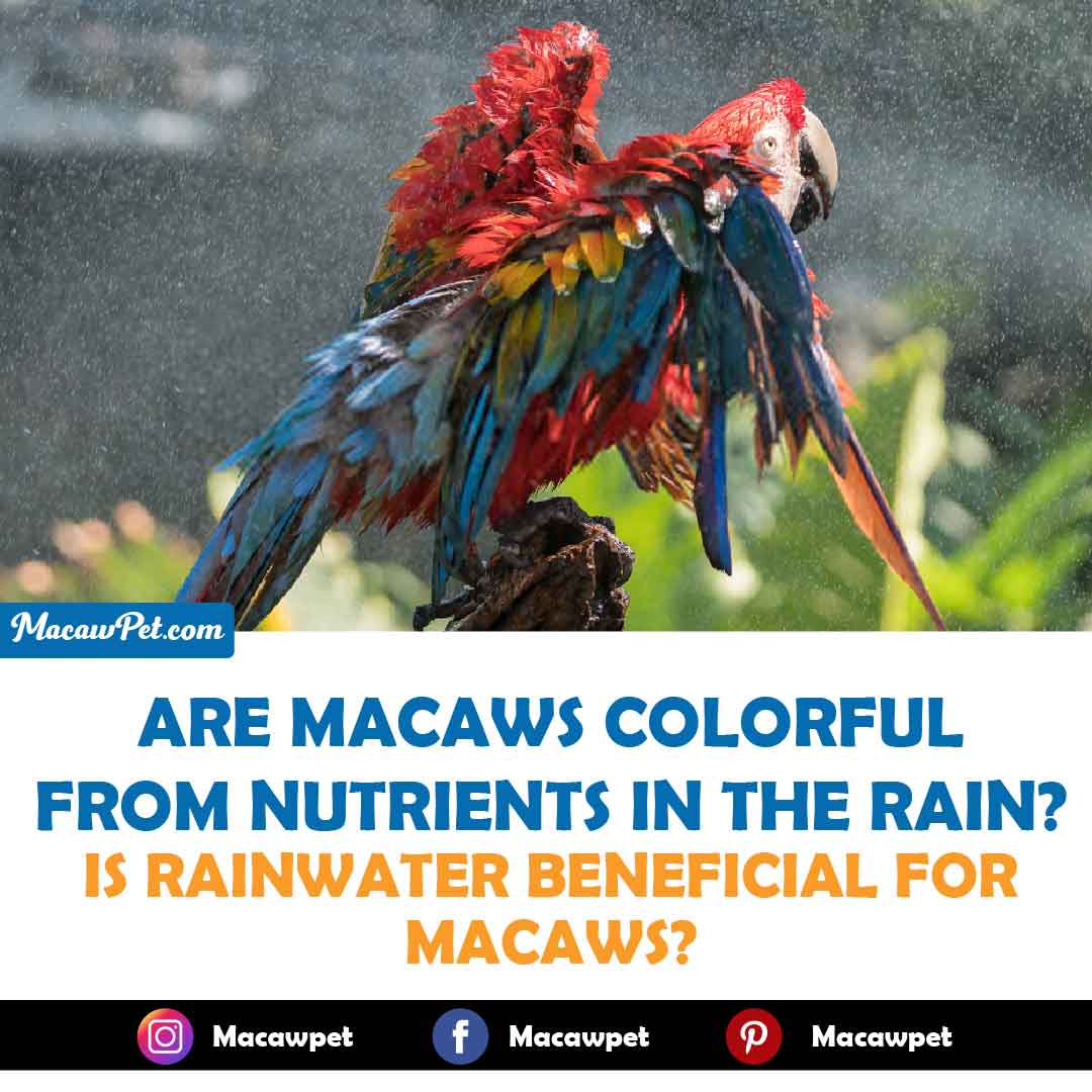 Are Macaws Colorful From Nutrients In The Rain