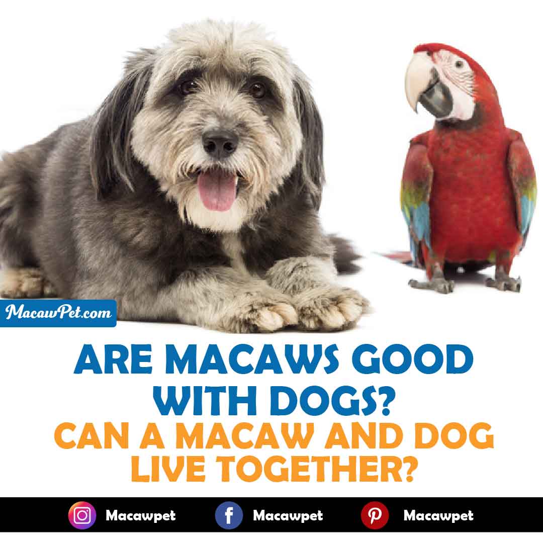 Are Macaws Good With Dogs