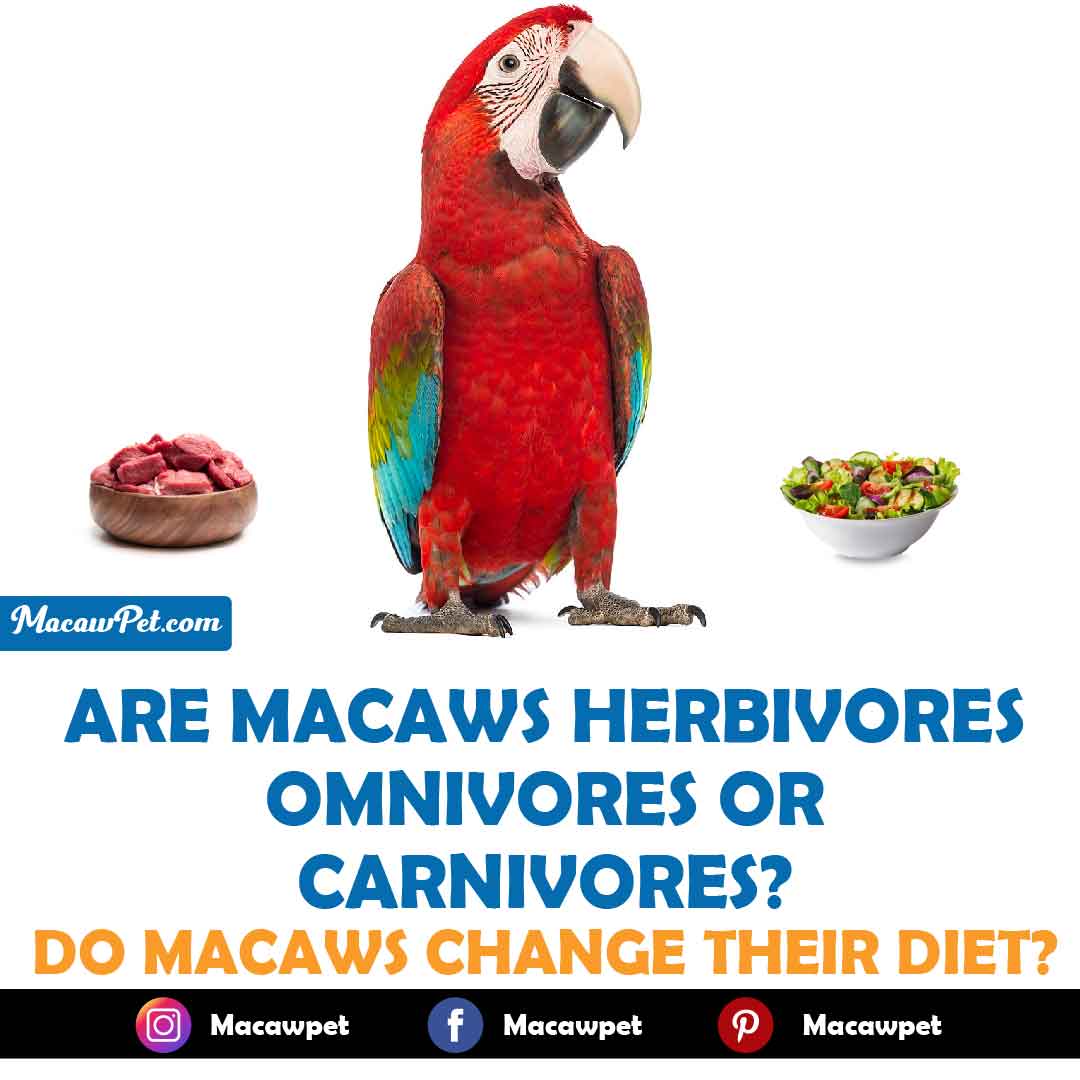 Are Macaws Herbivores Omnivores Or Carnivores