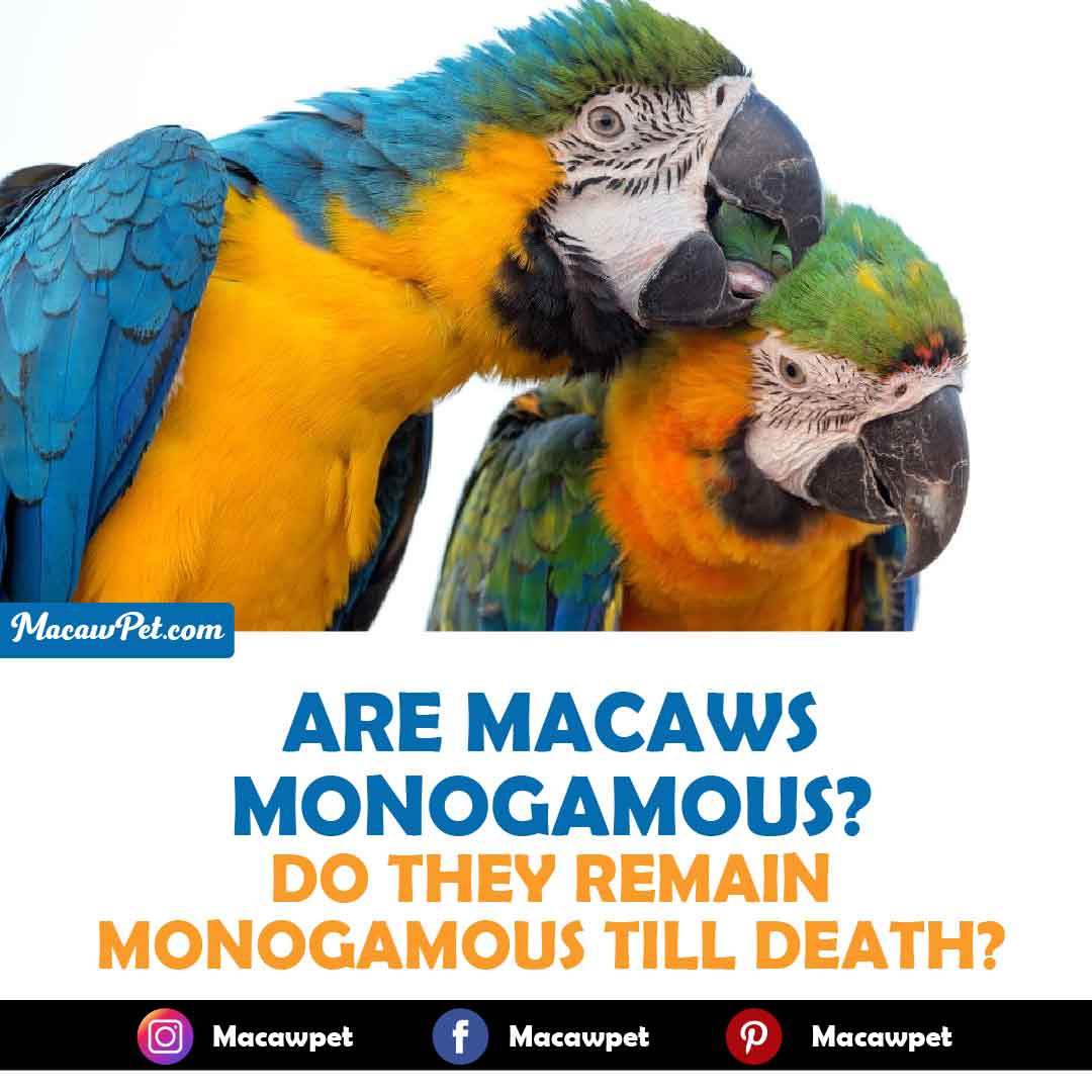 Are Macaws Monogamous