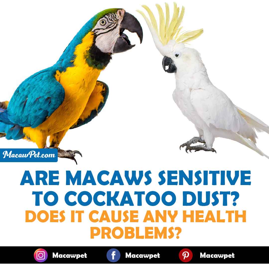 Are Macaws Sensitive To Cockatoo Dust