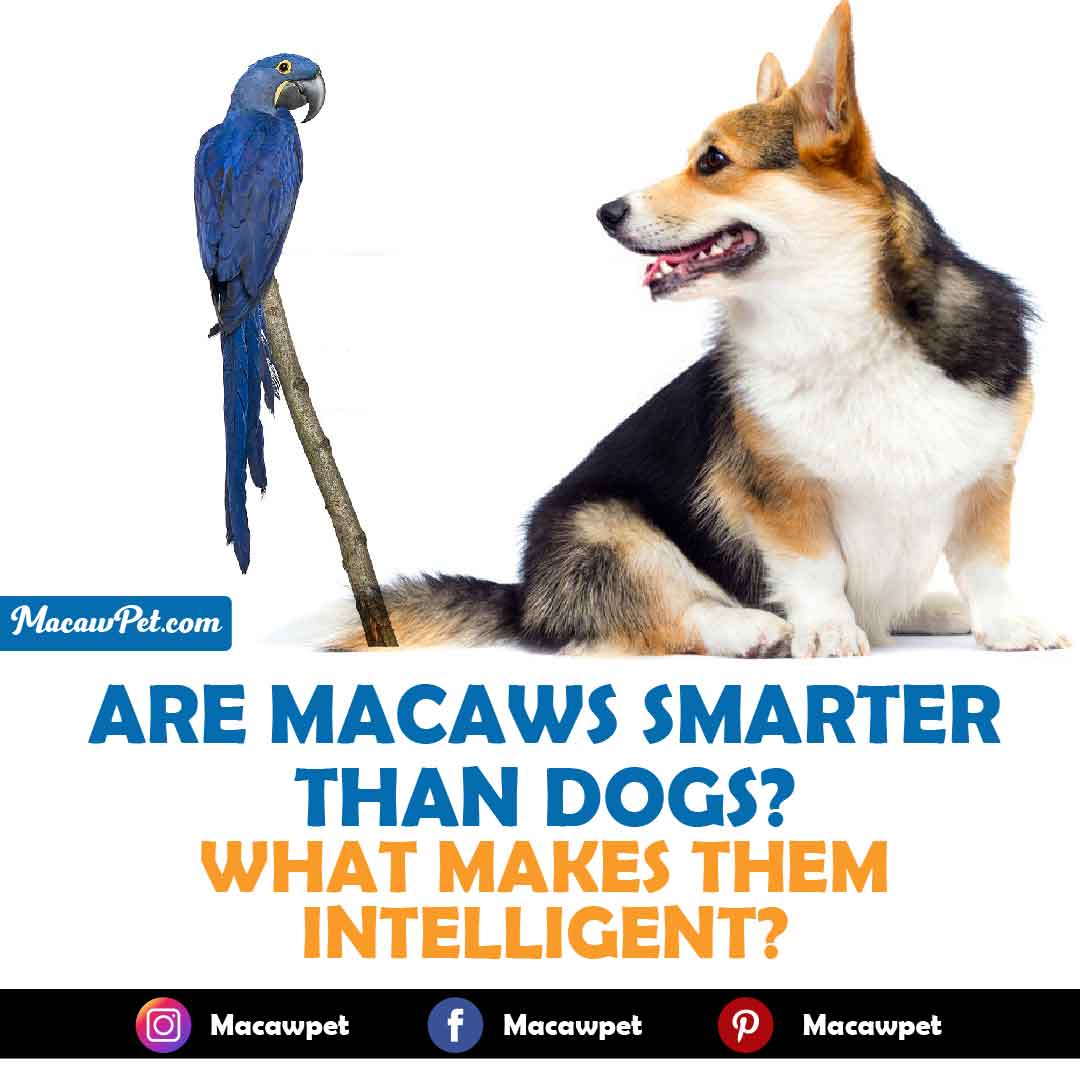 Are Macaws Smarter Than Dogs