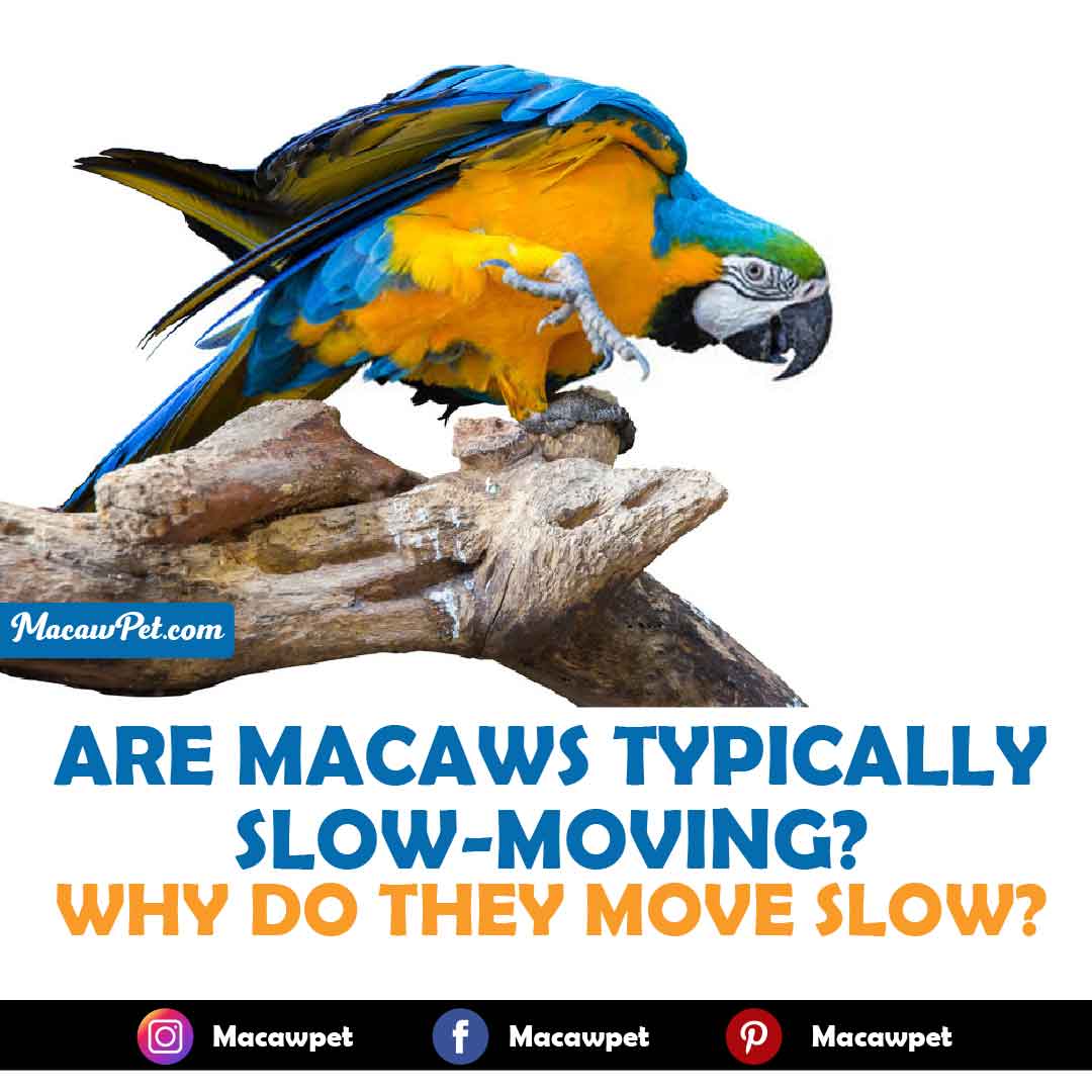 Are Macaws Typically Slow-Moving