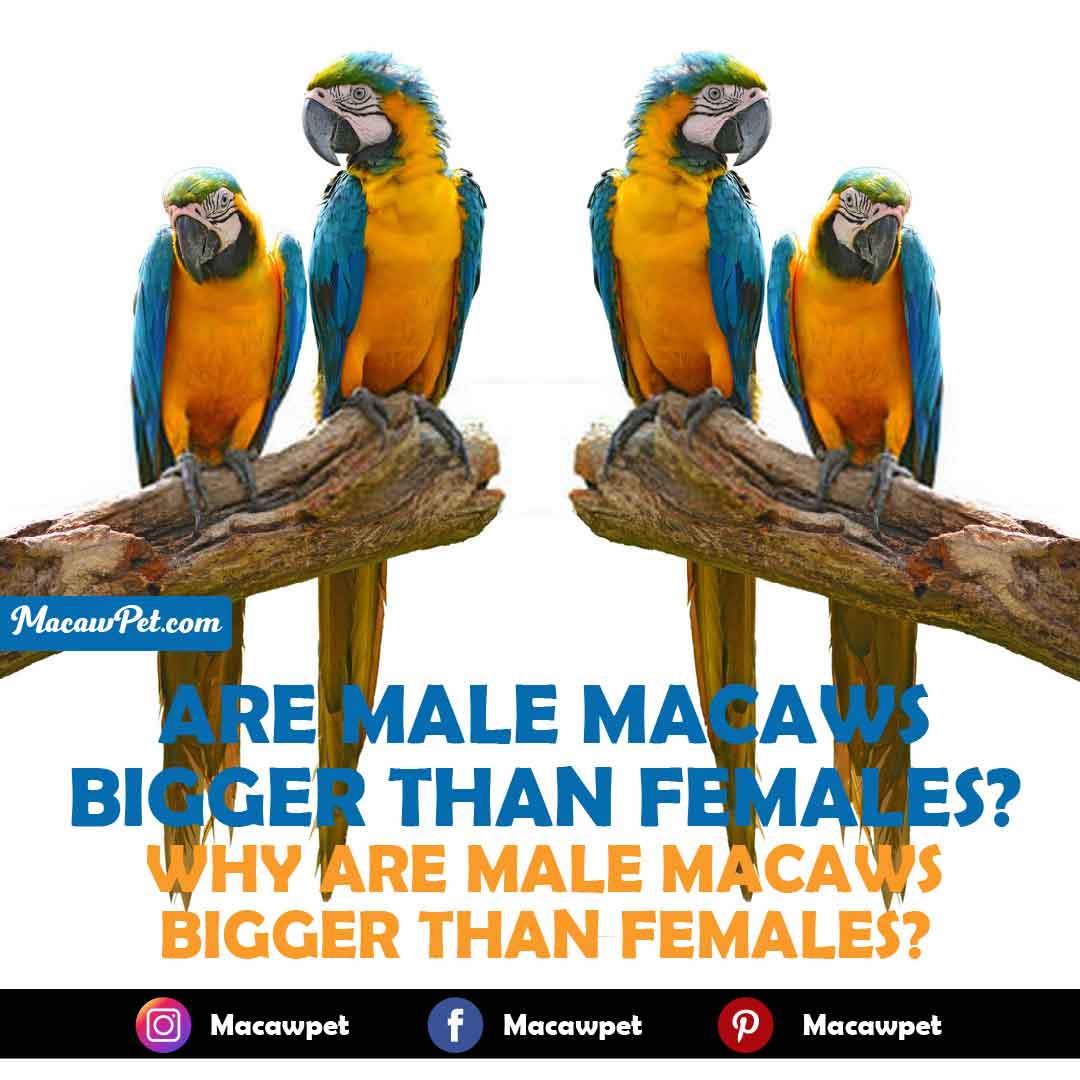 Are Male Macaws Bigger Than Females