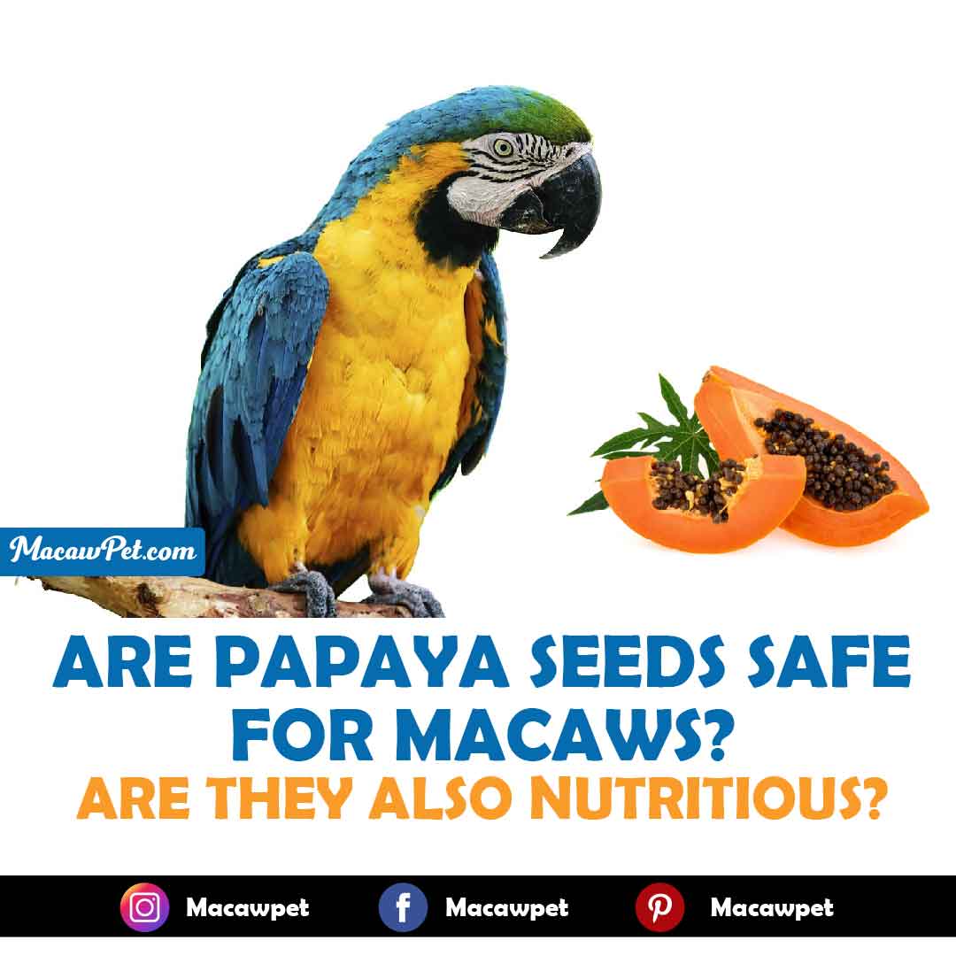 Are Papaya Seeds Safe For Macaws