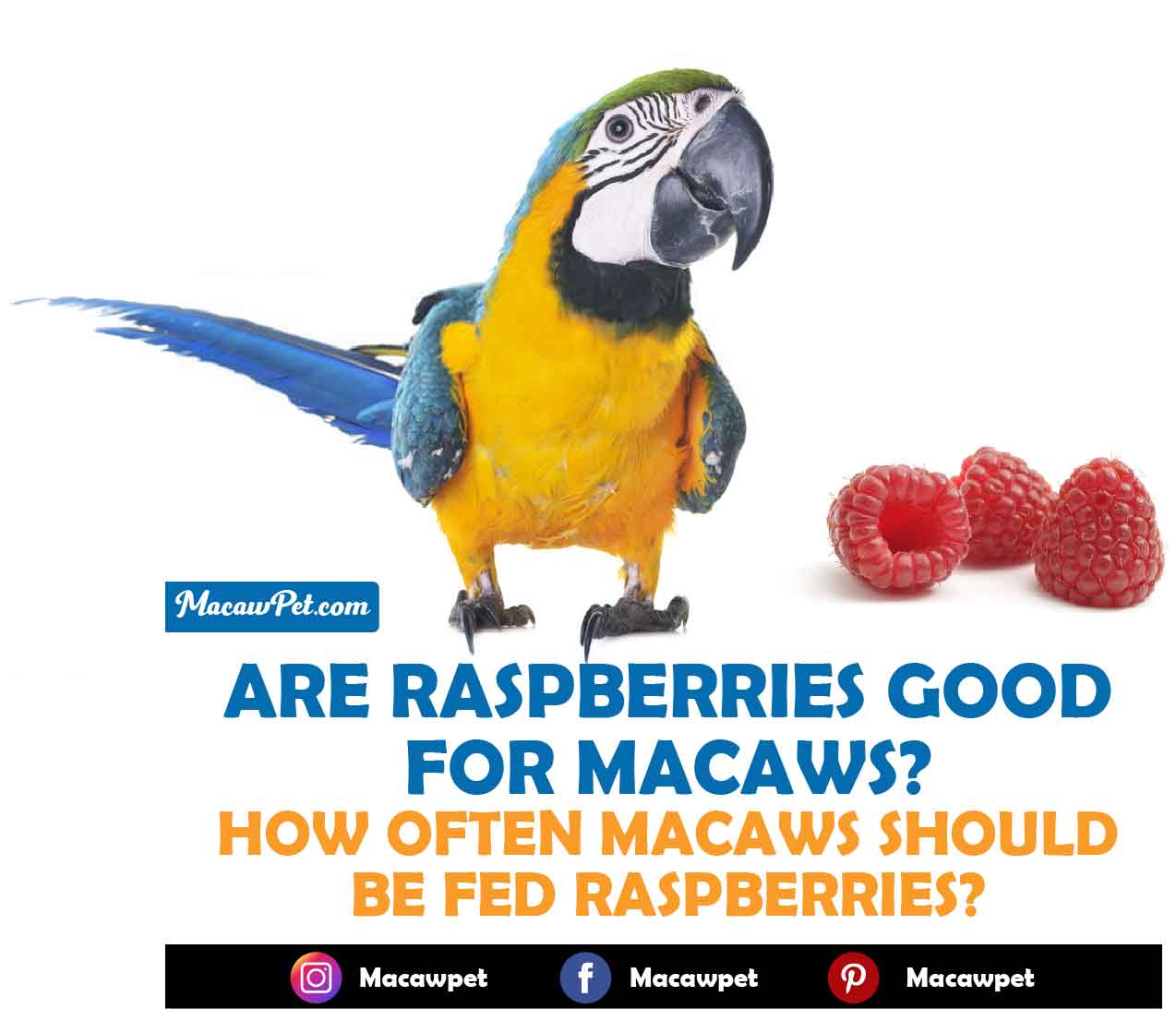 Are Raspberries Good For Macaws