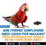 Are Striped Sunflower Seeds Good For Macaws