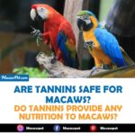 Are Tannins safe for macaws