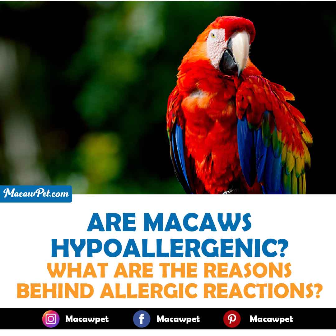 Are macaws Hypoallergenic