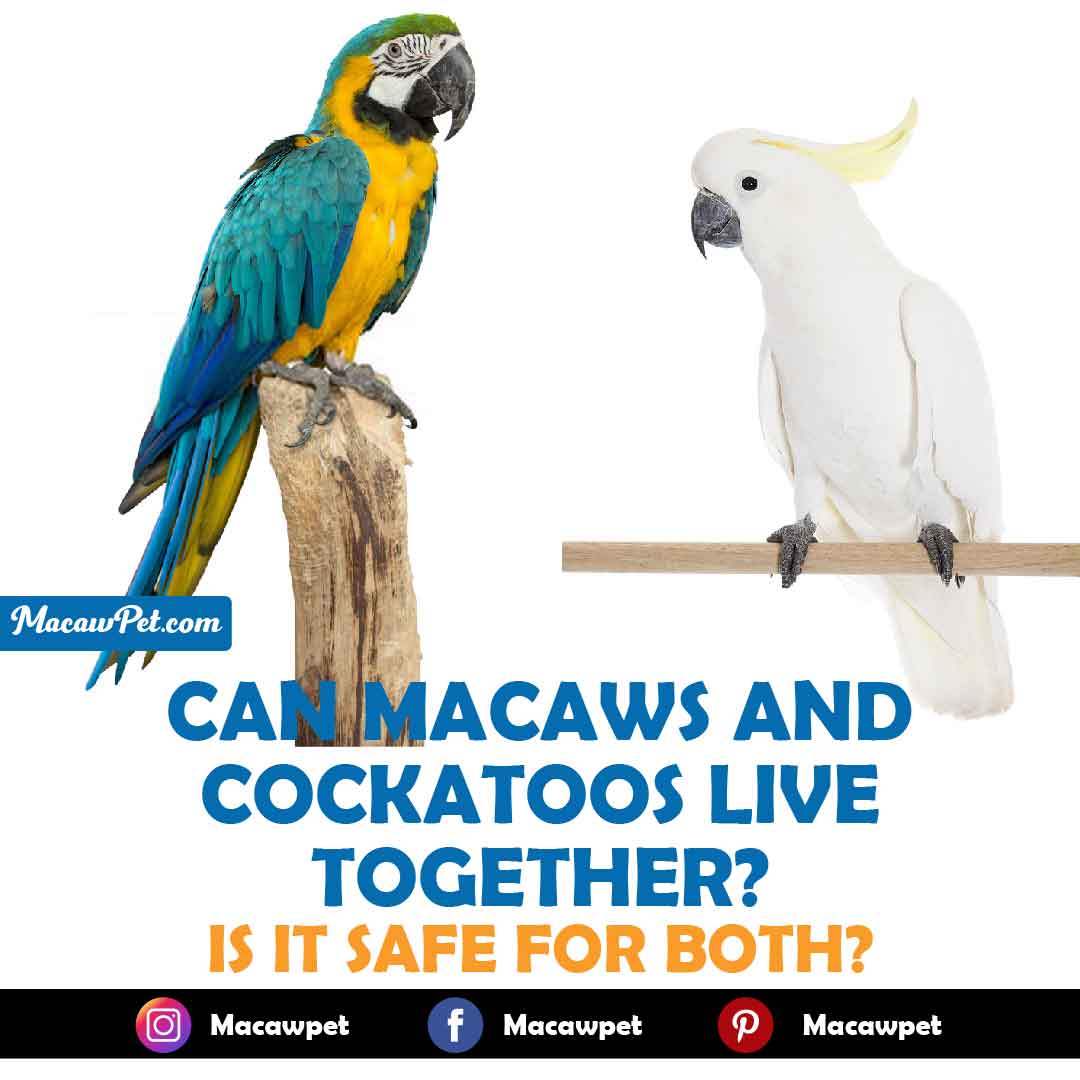 Can Macaws And Cockatoos Live Together