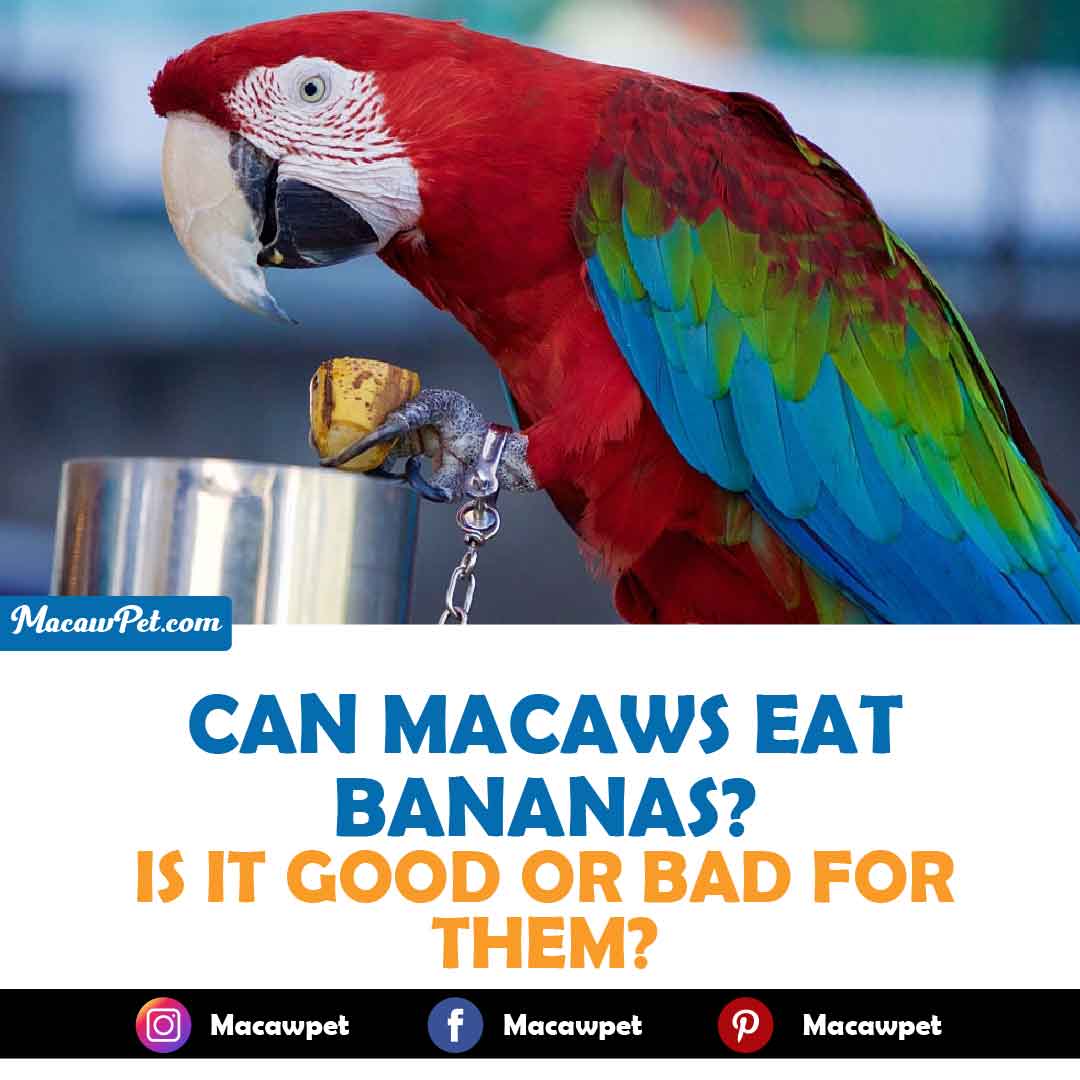 Can Macaws Eat Bananas