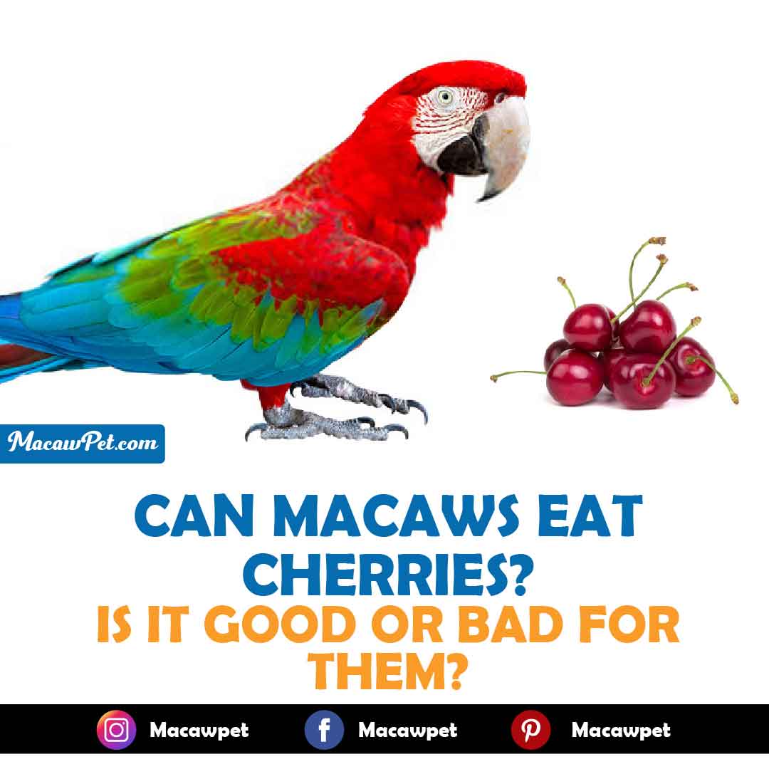 Can Macaws Eat Cherries