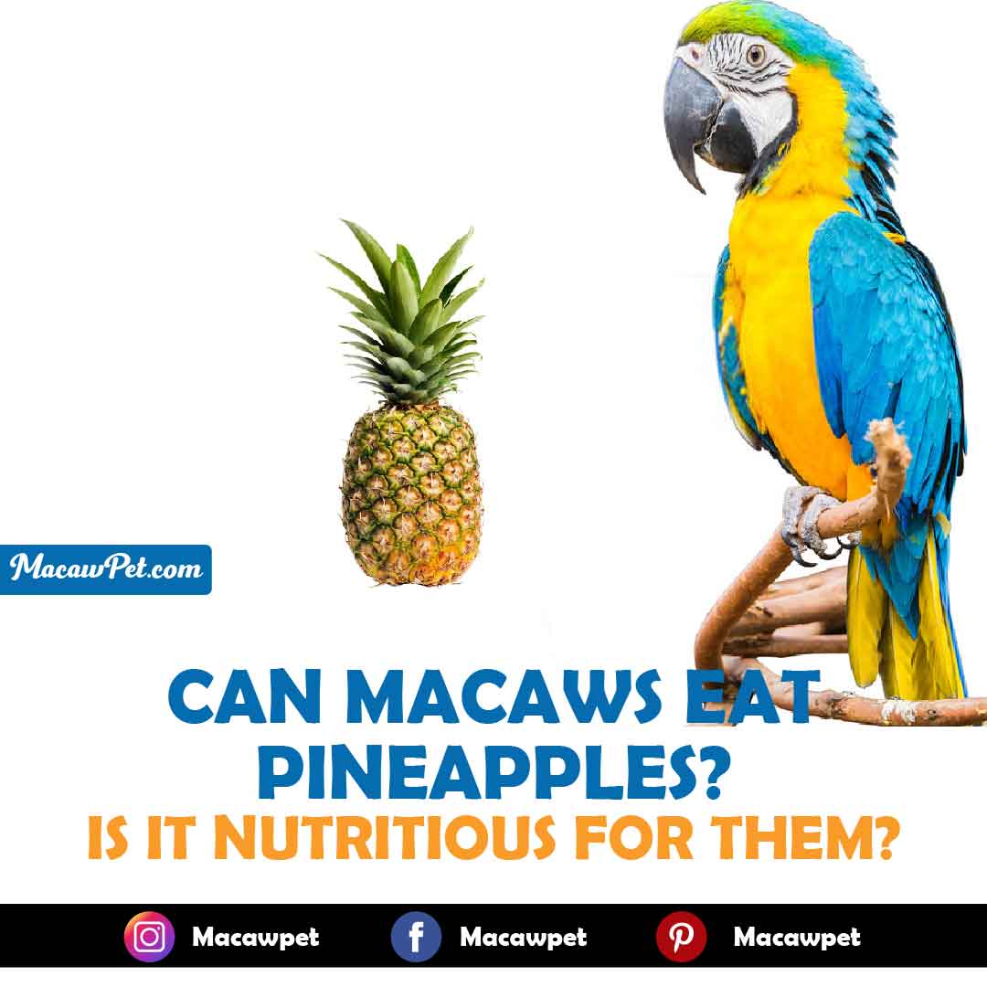 Can Macaws Eat Pineapple