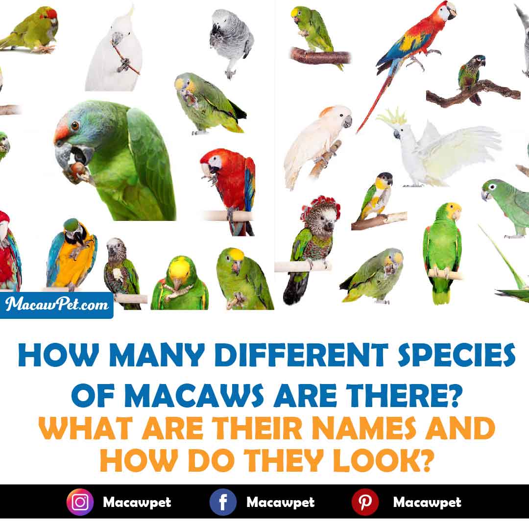 How Many Different Species Of Macaws Are There