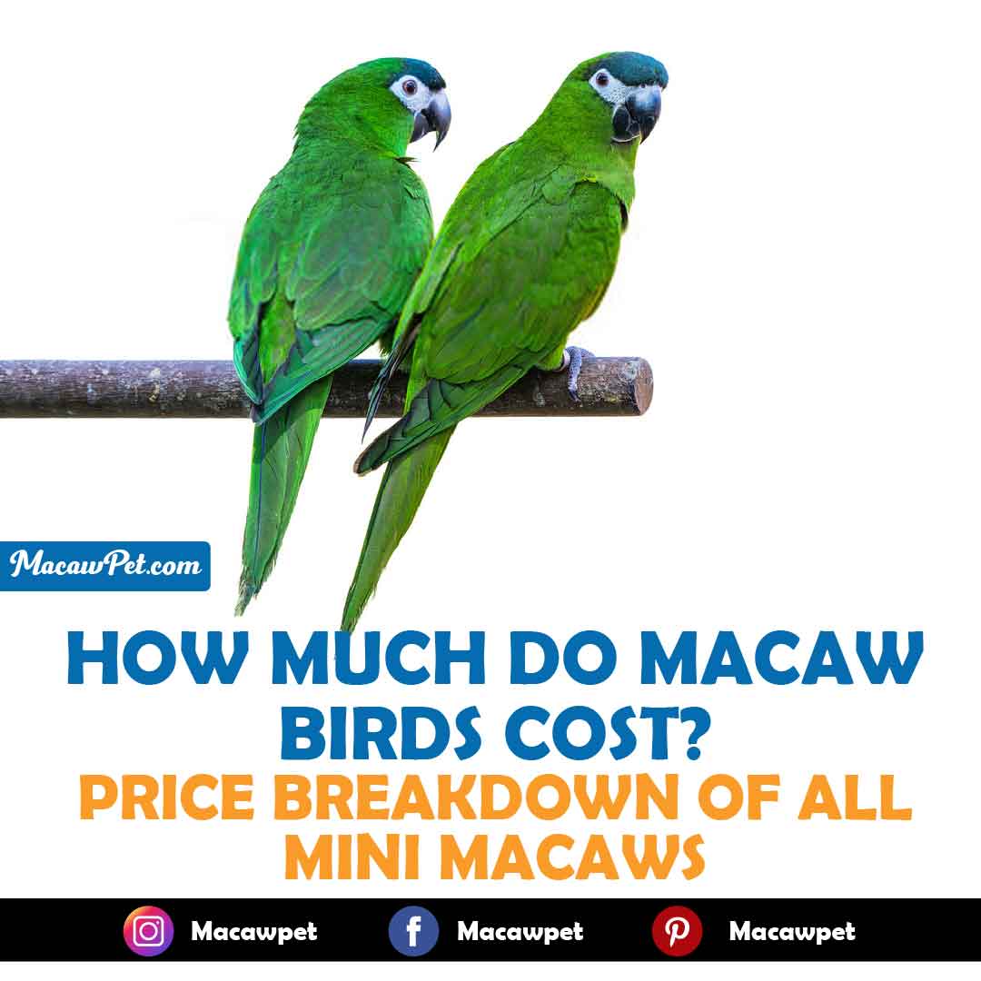 How Much Do Macaw Birds Cost? Price Breakdown Of All Mini Macaws