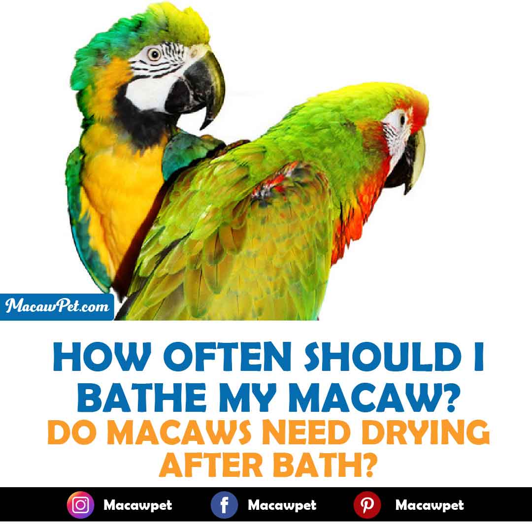 How Often Should I Bathe My Macaw