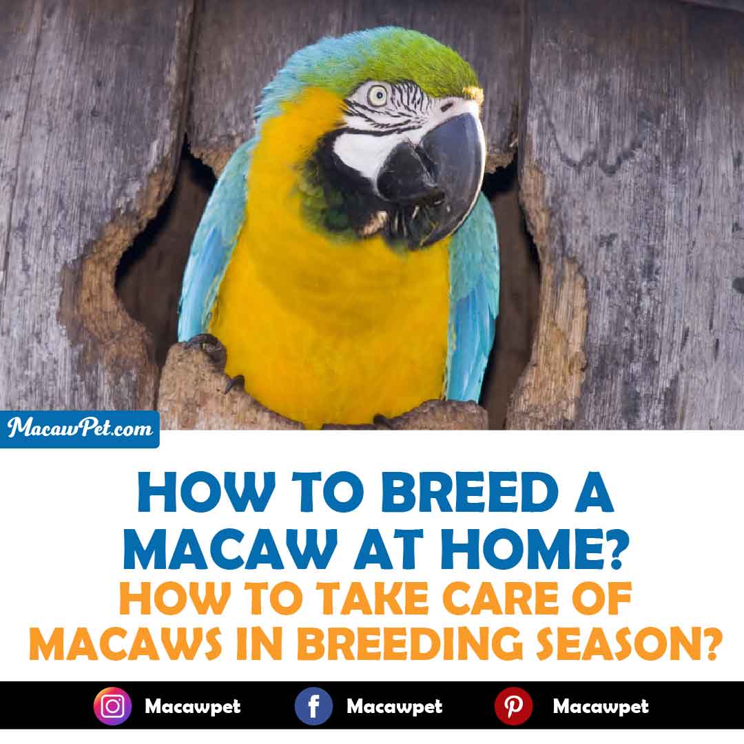 How To Breed A Macaw At Home