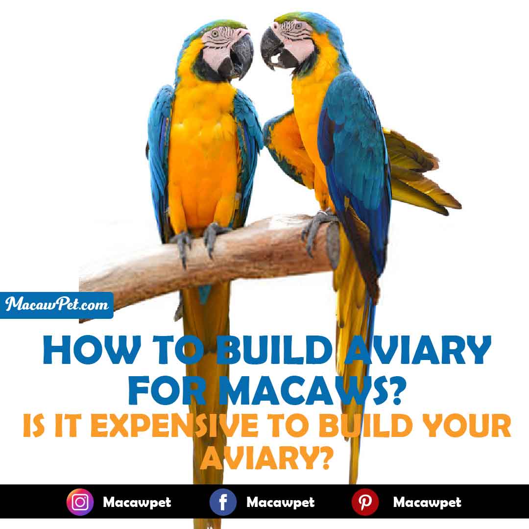 How To Build An Indoor And Outdoor Aviary For Macaws