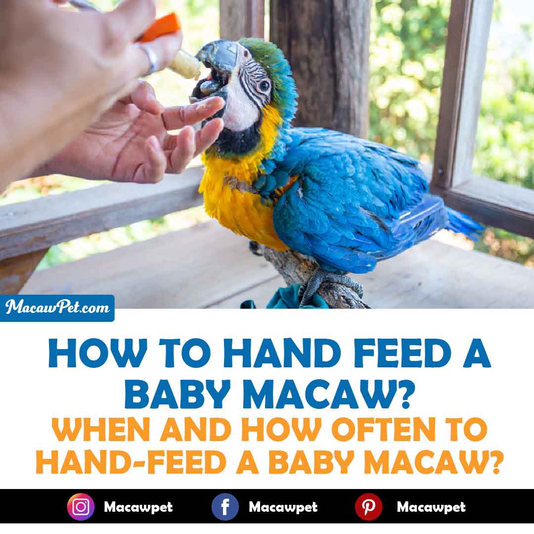 How To Hand Feed A Baby Macaw