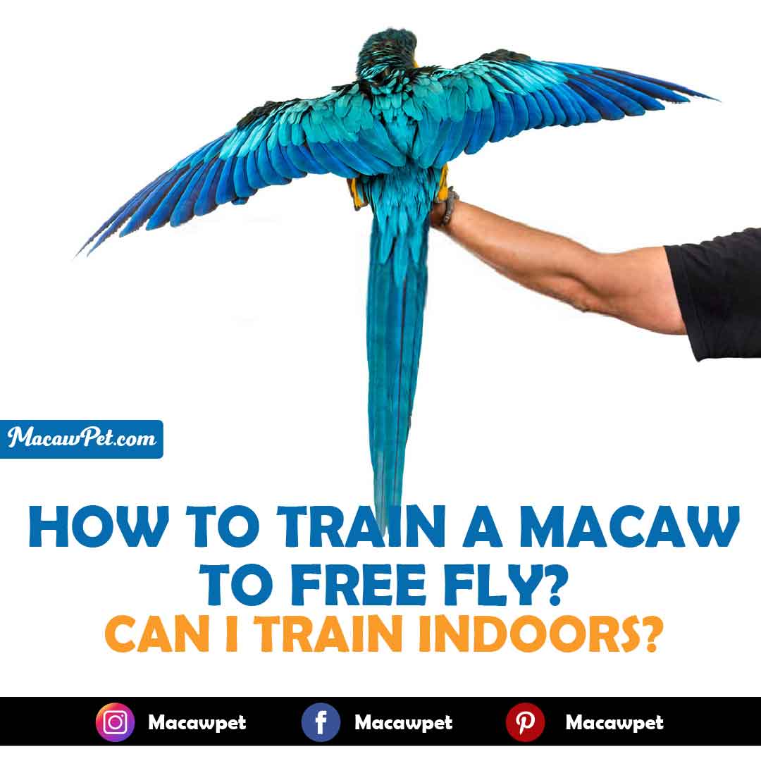 How To Train A Macaw To Free Fly