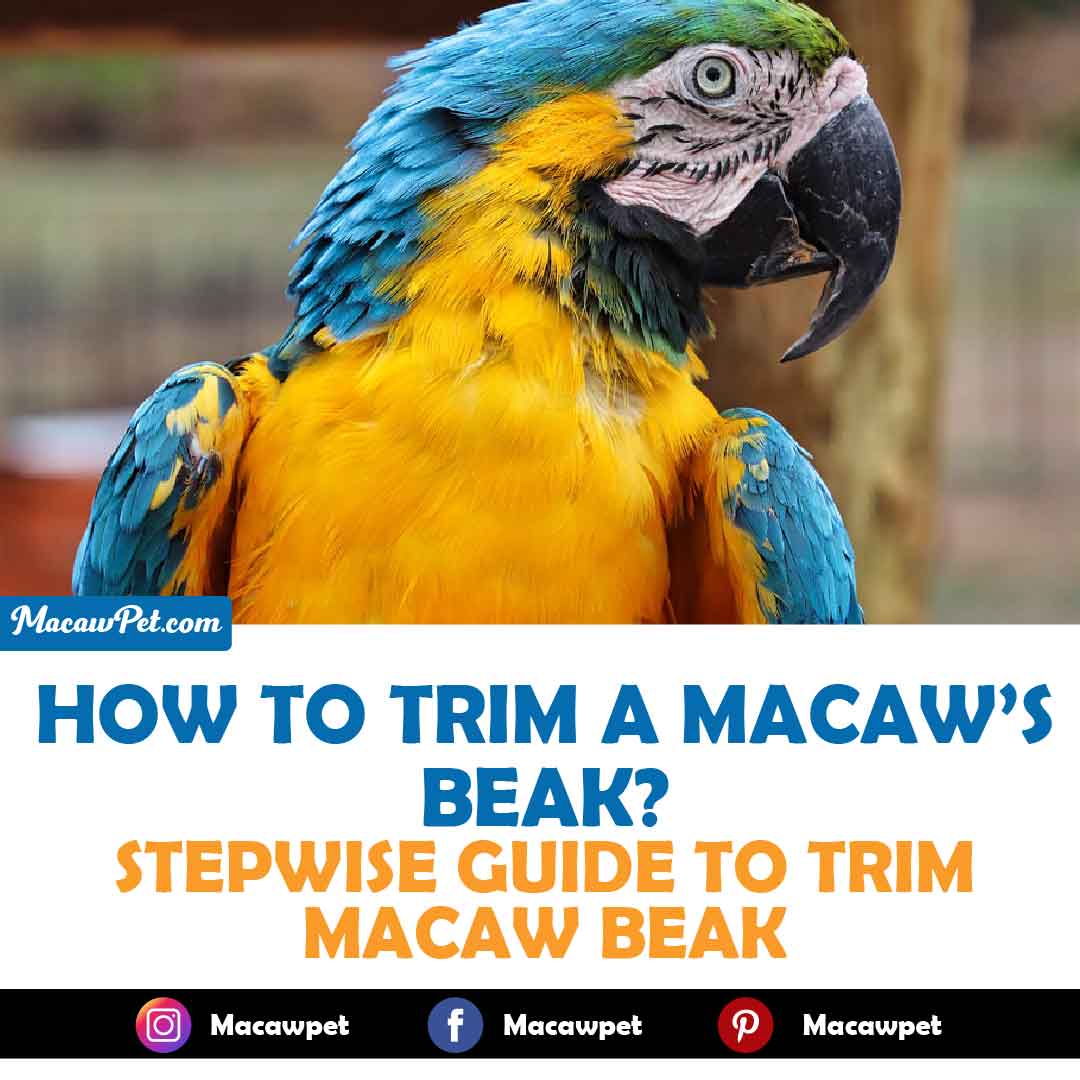 How To Trim A Macaw’s Beak
