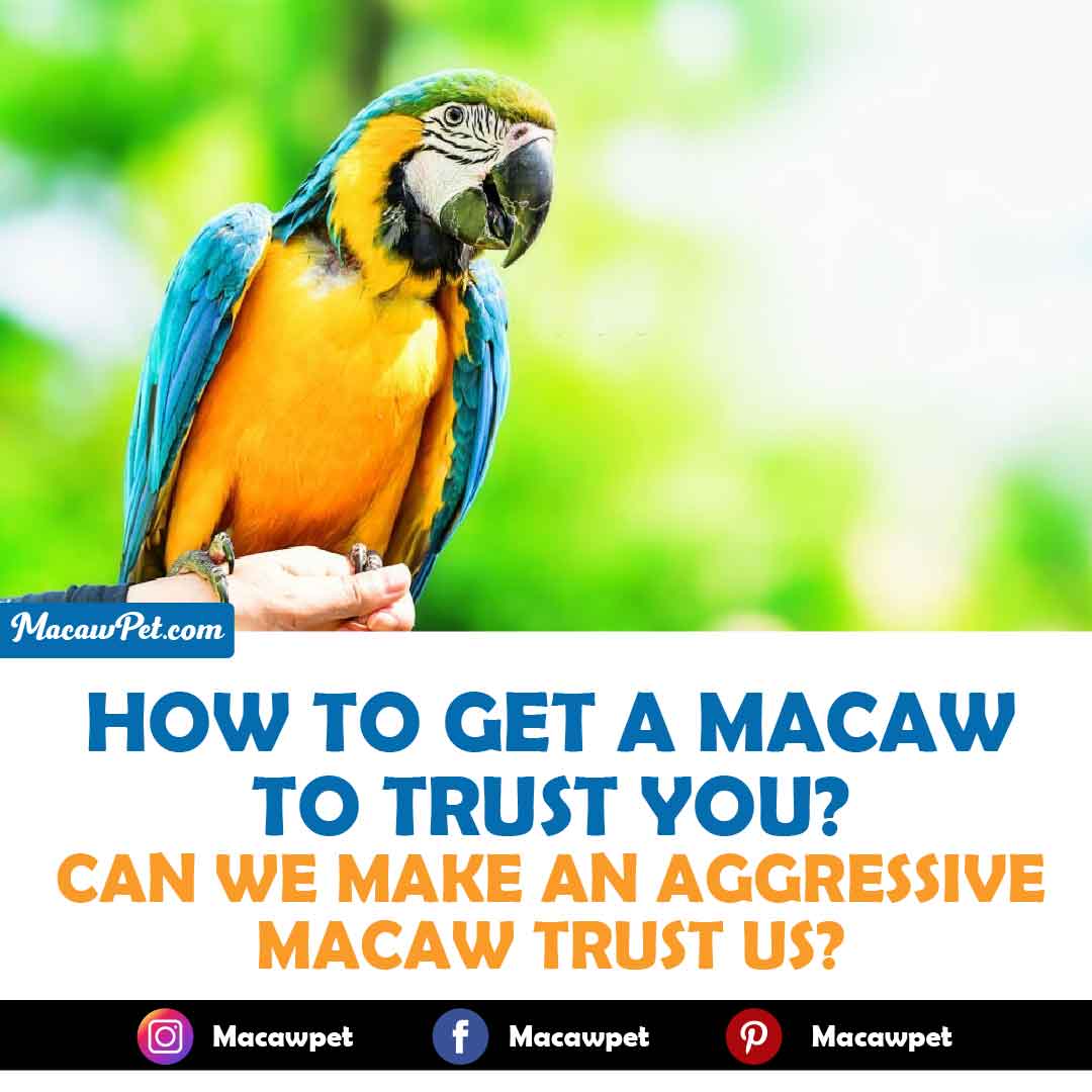 How to get a macaw to trust you