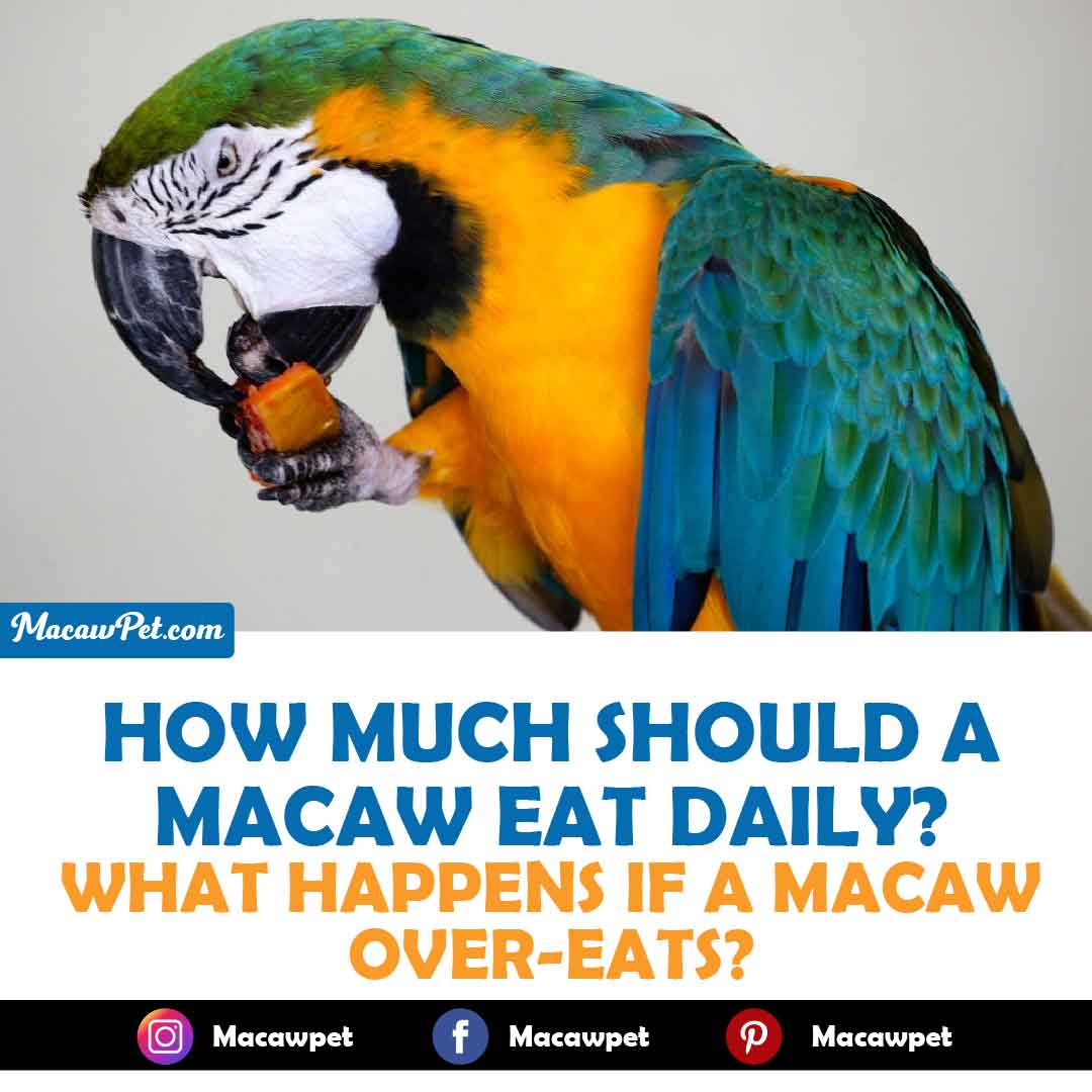 Macaw Eat Daily