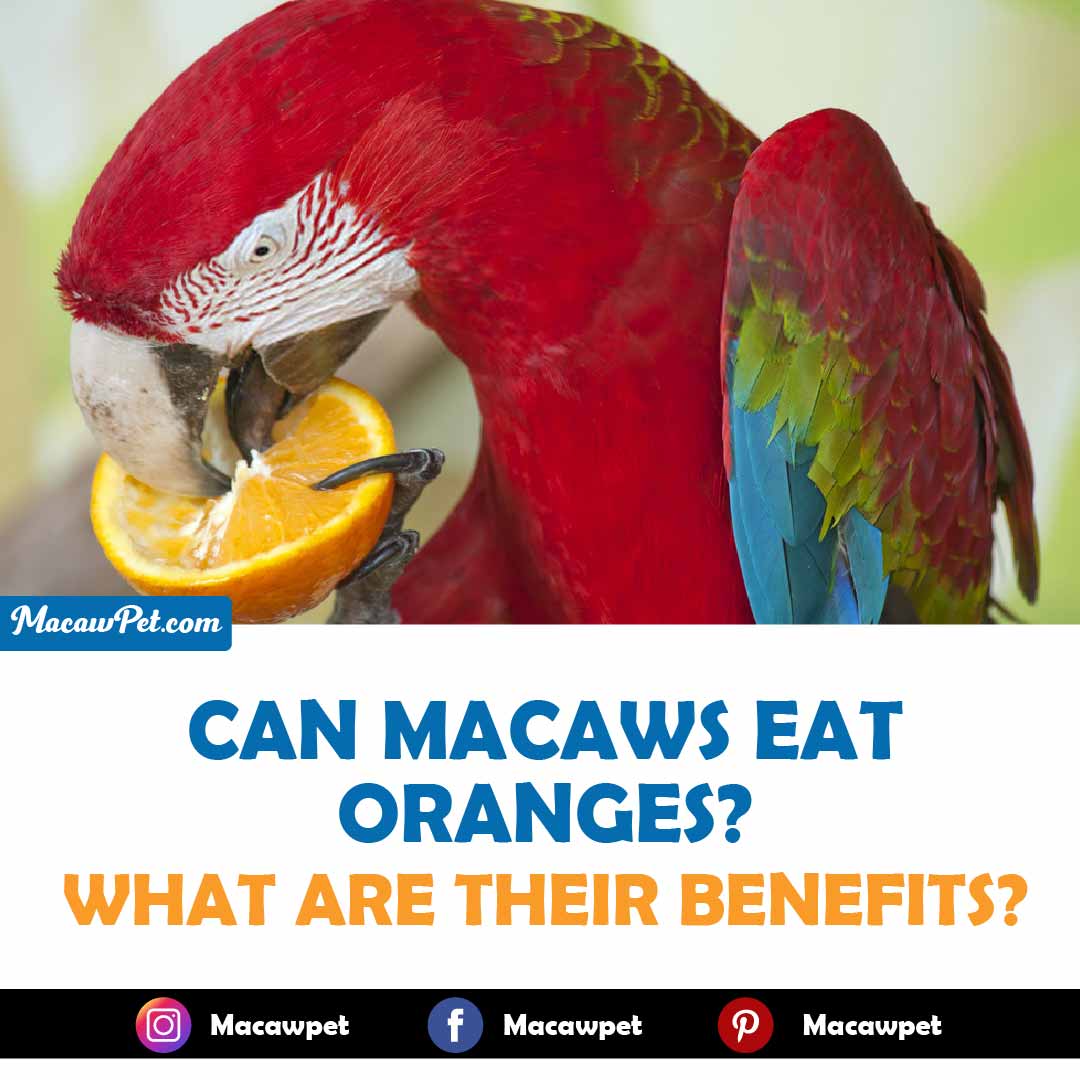 Macaws Eat Oranges