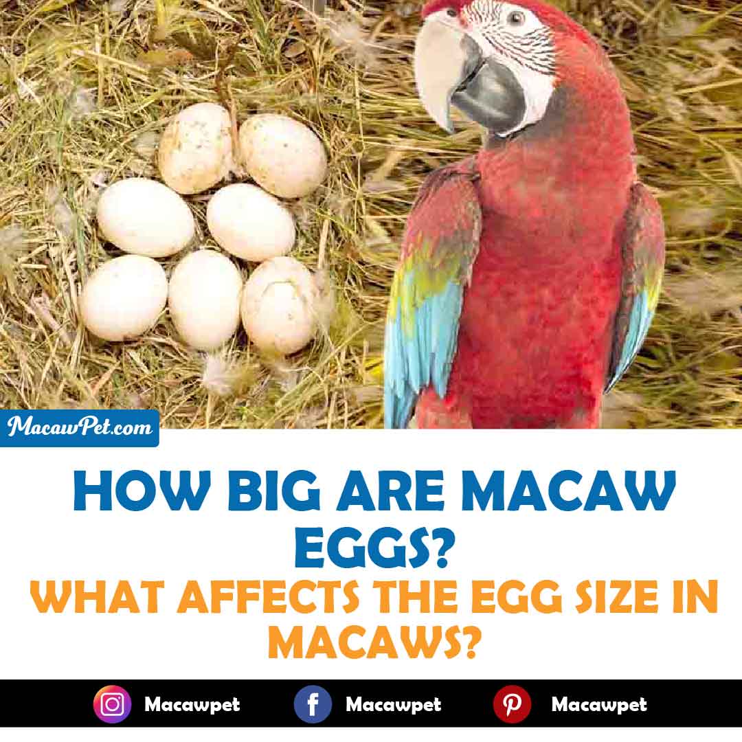 hyacinth macaw eggs