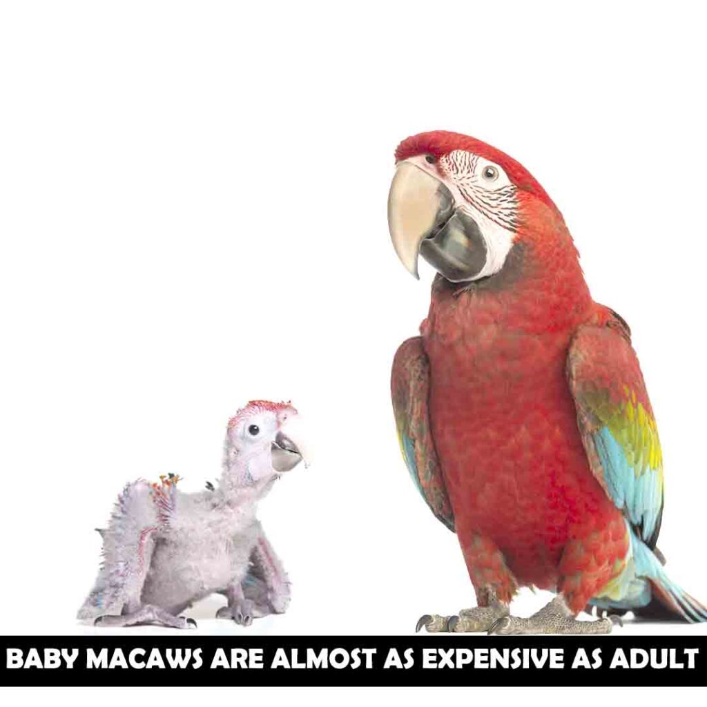 Age of Macaws