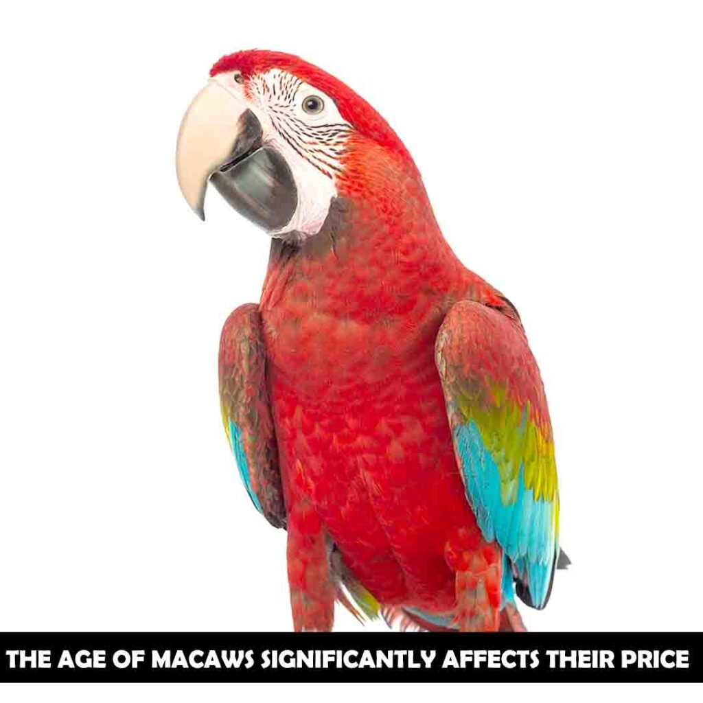 Age of macaws
