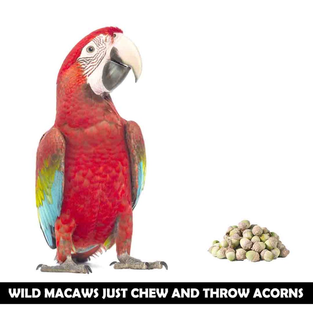 Are acorns useful for wild macaws