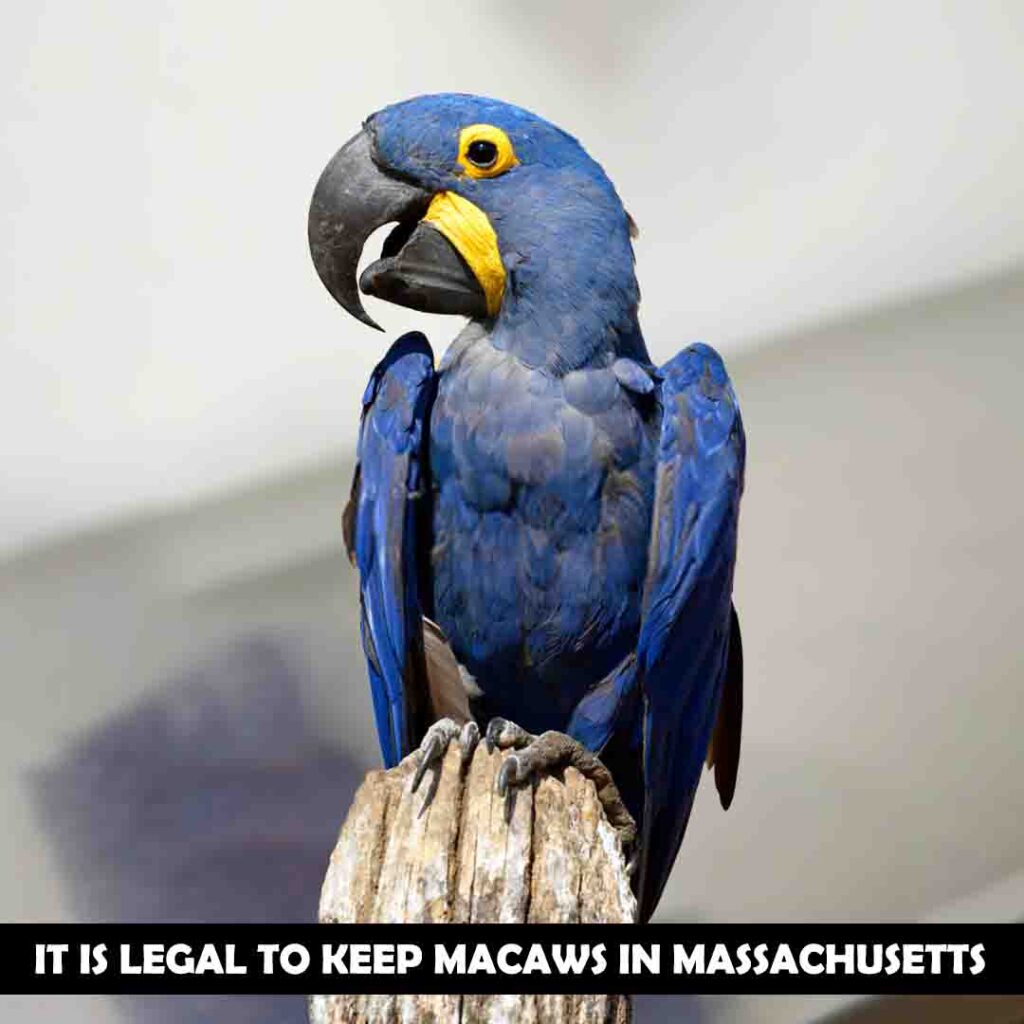 Are macaws legal in Massachusetts