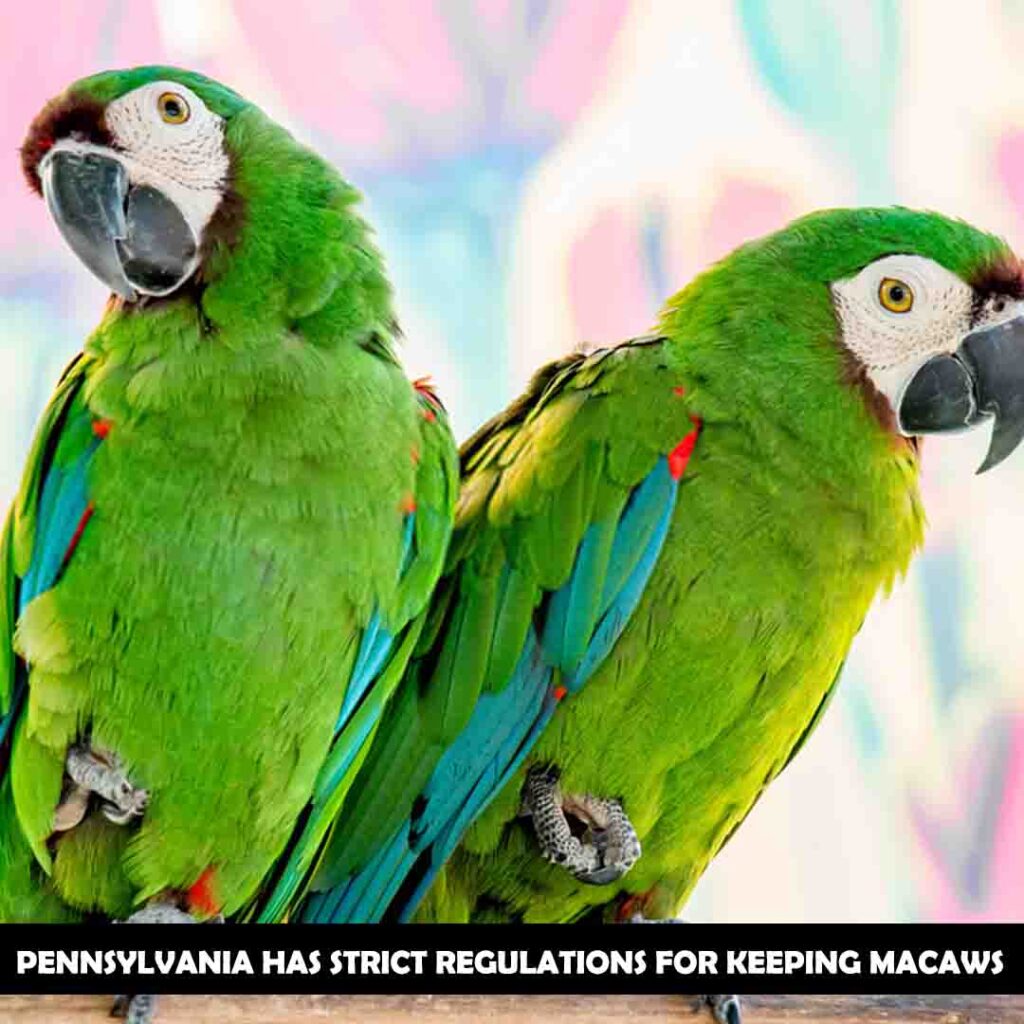 Are macaws legal in Pennsylvania