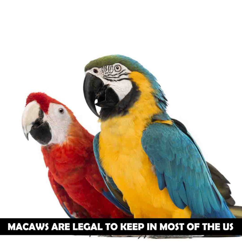 Are macaws legal in the US