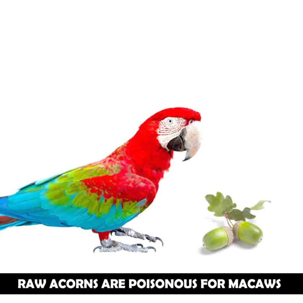 Are raw acorns poisonous for macaws