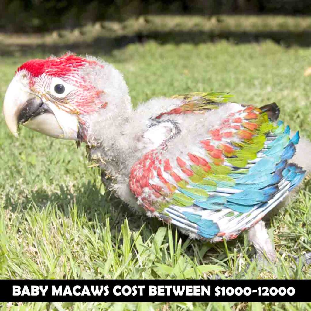 Baby Macaw Cost